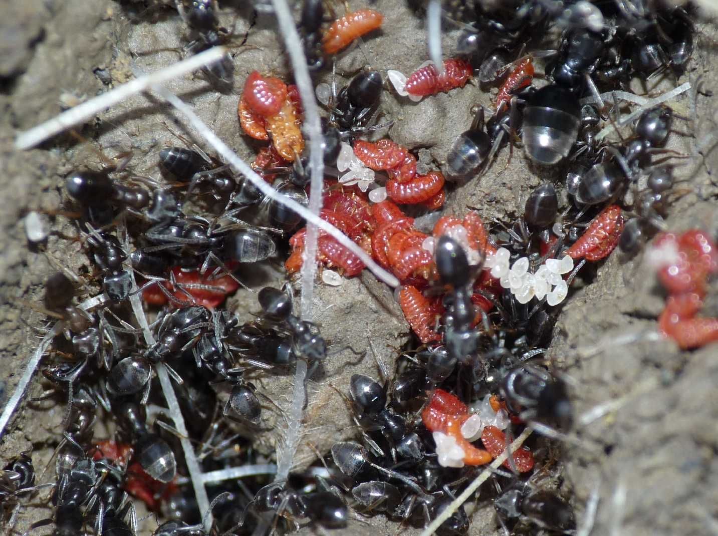 Coccidi allevati dalle formiche tapinoma